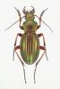 Carabus auratus